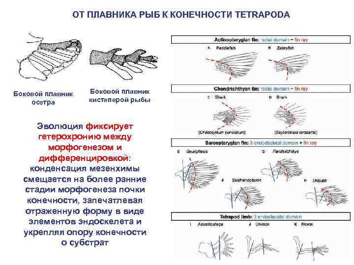 ОТ ПЛАВНИКА РЫБ К КОНЕЧНОСТИ TETRAPODA Боковой плавник осетра Боковой плавник кистеперой рыбы Эволюция