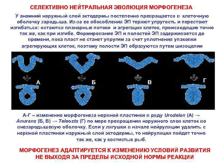 СЕЛЕКТИВНО НЕЙТРАЛЬНАЯ ЭВОЛЮЦИЯ МОРФОГЕНЕЗА У анамний наружный слой эктодермы постепенно превращается в клеточную оболочку