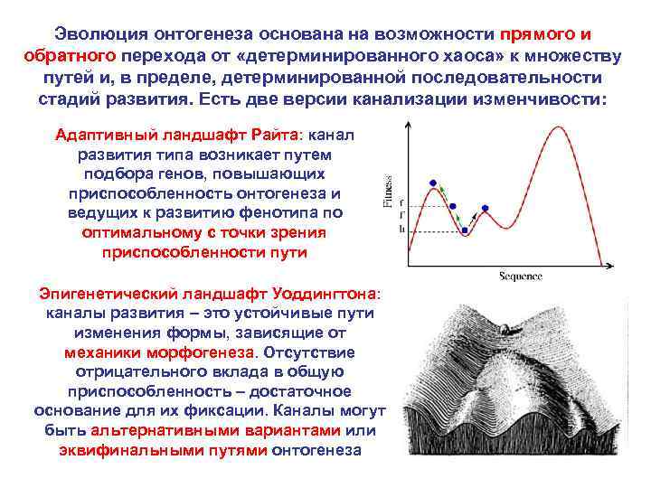 Эволюция онтогенеза основана на возможности прямого и обратного перехода от «детерминированного хаоса» к множеству