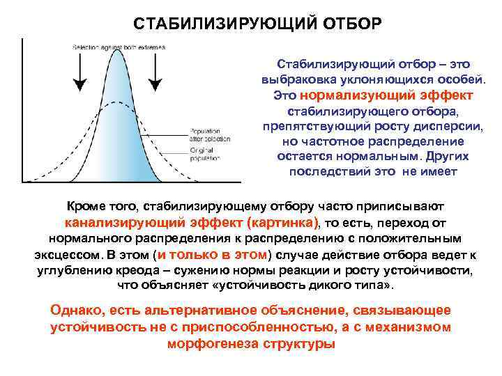 СТАБИЛИЗИРУЮЩИЙ ОТБОР Стабилизирующий отбор – это выбраковка уклоняющихся особей. Это нормализующий эффект стабилизирующего отбора,