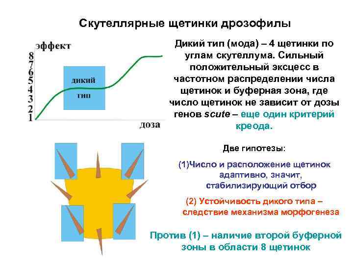 Скутеллярные щетинки дрозофилы Дикий тип (мода) – 4 щетинки по углам скутеллума. Сильный положительный