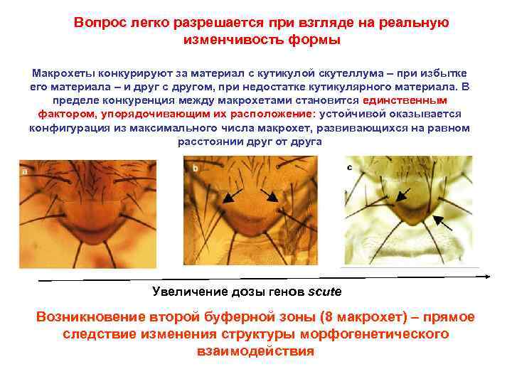 Вопрос легко разрешается при взгляде на реальную изменчивость формы Макрохеты конкурируют за материал с