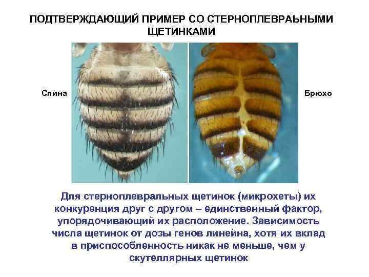 ПОДТВЕРЖДАЮЩИЙ ПРИМЕР СО СТЕРНОПЛЕВРАЬНЫМИ ЩЕТИНКАМИ Спина Брюхо Для стерноплевральных щетинок (микрохеты) их конкуренция друг