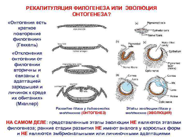 РЕКАПИТУЛЯЦИЯ ФИЛОГЕНЕЗА ИЛИ ЭВОЛЮЦИЯ ОНТОГЕНЕЗА? «Онтогения есть краткое повторение филогении» (Геккель) «Отклонения онтогении от