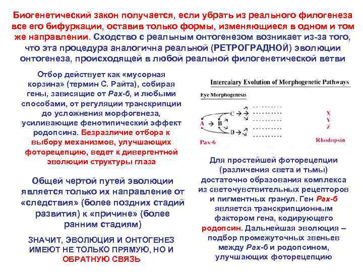 Биогенетический закон получается, если убрать из реального филогенеза все его бифуркации, оставив только формы,