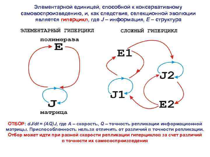 Элементарной единицей, способной к консервативному самовоспроизведению, и, как следствие, селекционной эволюции является гиперцикл, где