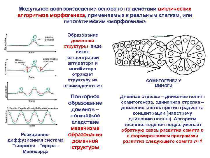 Модульное воспроизведение основано на действии циклических алгоритмов морфогенеза, применяемых к реальным клеткам, или гипотетическим