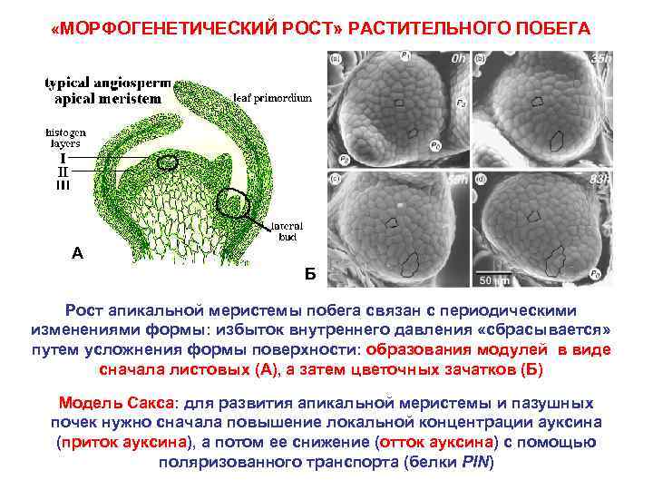  «МОРФОГЕНЕТИЧЕСКИЙ РОСТ» РАСТИТЕЛЬНОГО ПОБЕГА А Б Рост апикальной меристемы побега связан с периодическими