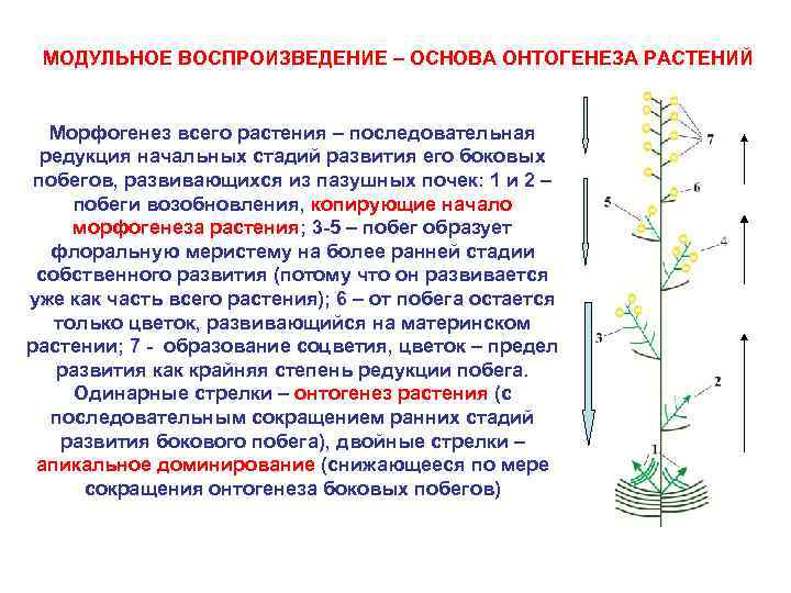 МОДУЛЬНОЕ ВОСПРОИЗВЕДЕНИЕ – ОСНОВА ОНТОГЕНЕЗА РАСТЕНИЙ Морфогенез всего растения – последовательная редукция начальных стадий