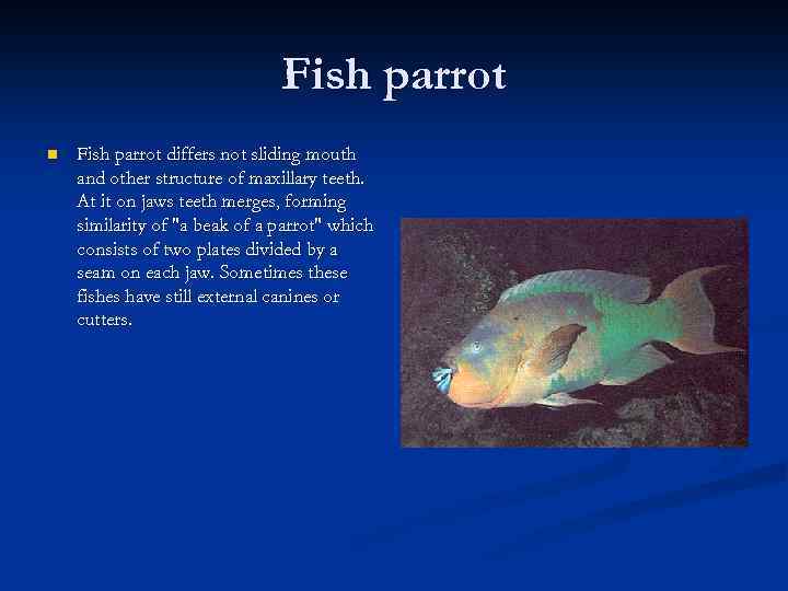 Fish parrot n Fish parrot differs not sliding mouth and other structure of maxillary