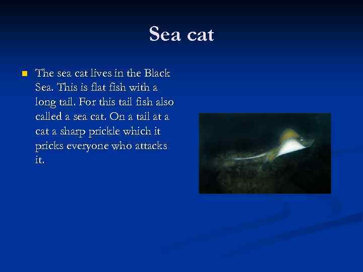 Sea cat n The sea cat lives in the Black Sea. This is flat