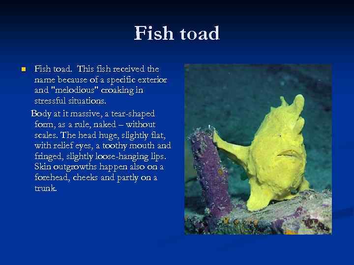 Fish toad n Fish toad. This fish received the name because of a specific