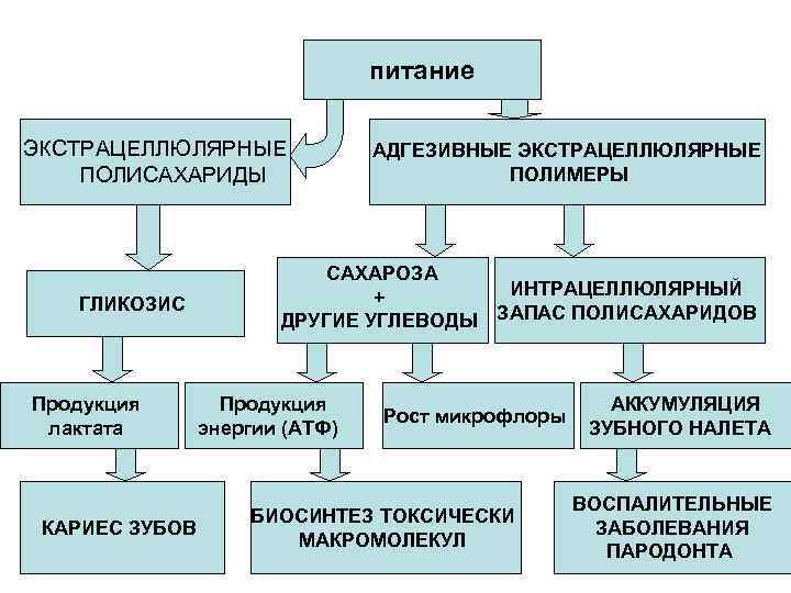 питание ЭКСТРАЦЕЛЛЮЛЯРНЫЕ ПОЛИСАХАРИДЫ ГЛИКОЗИС Продукция лактата КАРИЕС ЗУБОВ АДГЕЗИВНЫЕ ЭКСТРАЦЕЛЛЮЛЯРНЫЕ ПОЛИМЕРЫ САХАРОЗА ИНТРАЦЕЛЛЮЛЯРНЫЙ +