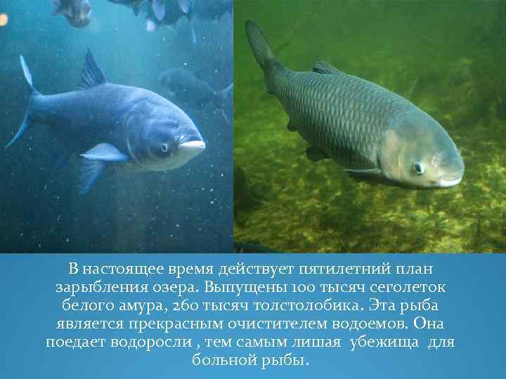 В настоящее время действует пятилетний план зарыбления озера. Выпущены 100 тысяч сеголеток белого амура,