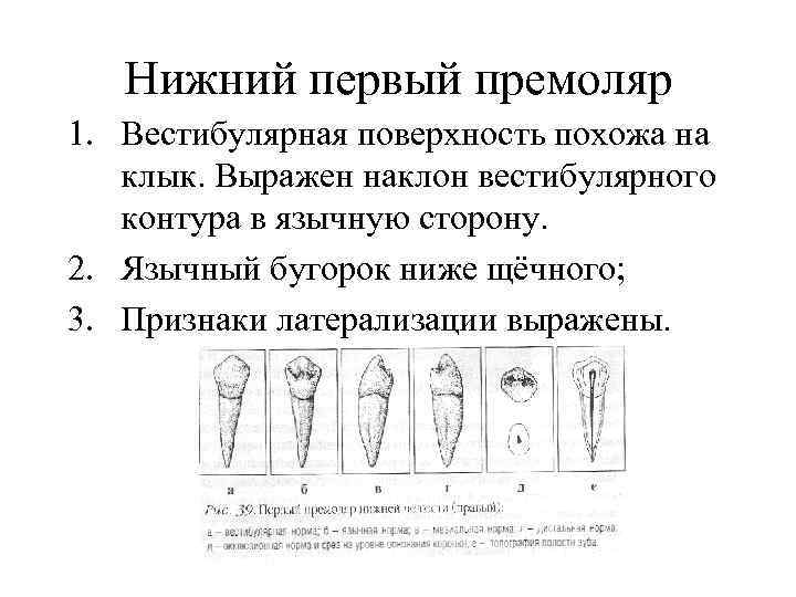 Первый премоляр нижней челюсти рисунок