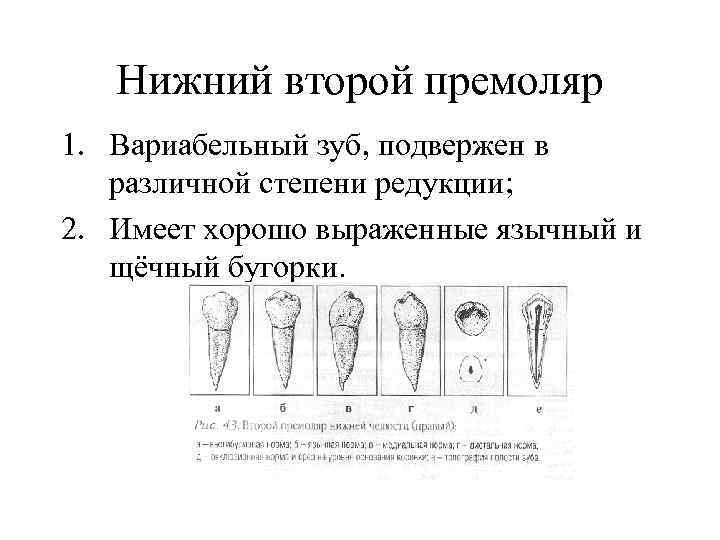 Нижний второй премоляр 1. Вариабельный зуб, подвержен в различной степени редукции; 2. Имеет хорошо