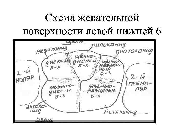 Схема жевательной поверхности левой нижней 6 