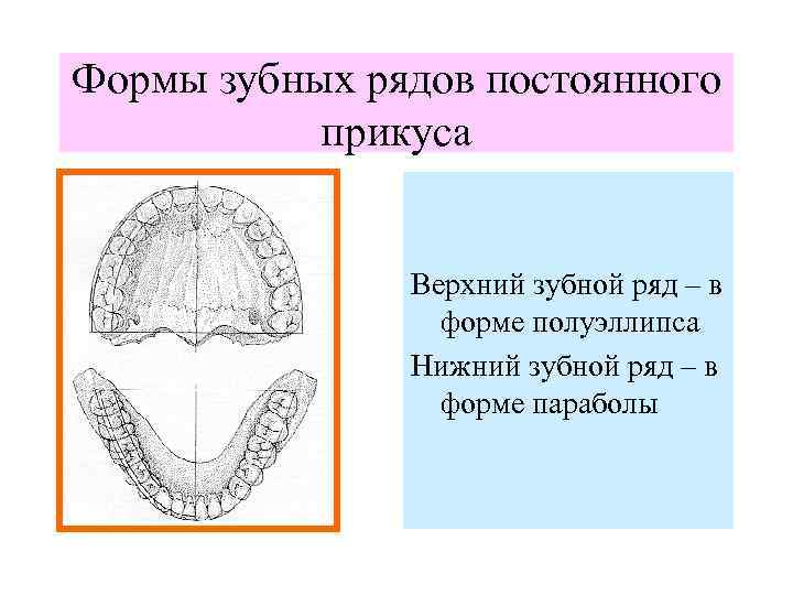 Форма рядов. Формы зубных рядов верхней и нижней челюсти. Форма зубного ряда верхней челюсти в постоянном прикусе. Форма зубного ряда нижней челюсти. Форма верхней челюсти полуэллипс.