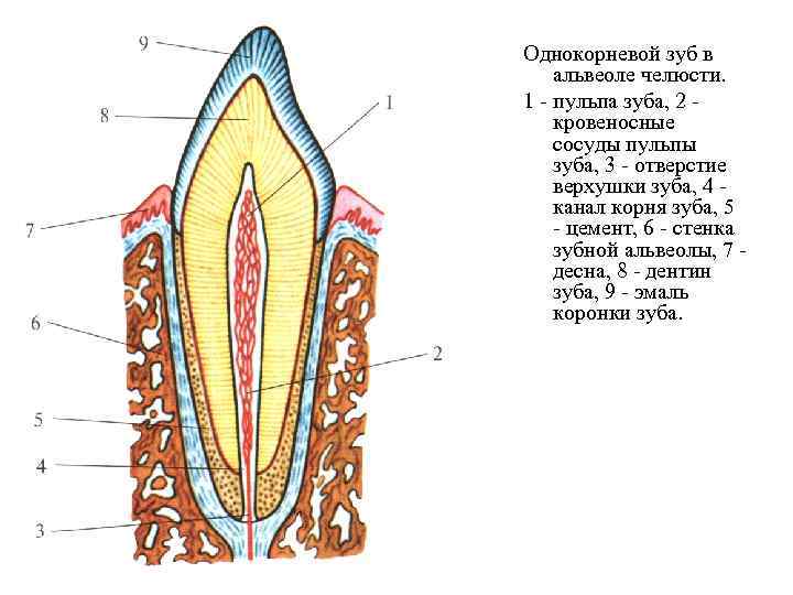 На рисунке изображен фрагмент челюсти с внутренним строением зуба какой буквой