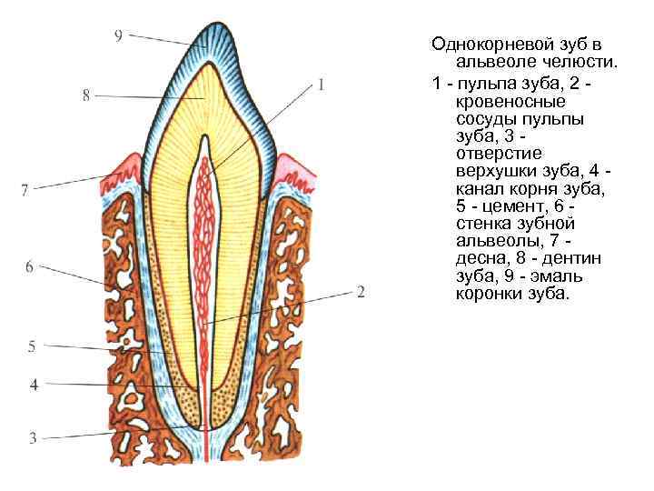 Однокорневой зуб в альвеоле челюсти. 1 пульпа зуба, 2 кровеносные сосуды пульпы зуба, 3