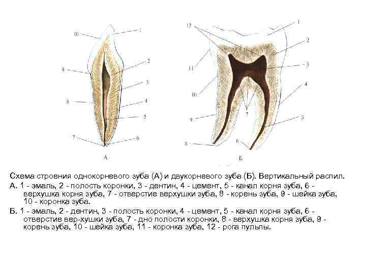 Корень зуба находится. Схема анатомического строения зуба. Строение зуба коронка шейка корень. Послойное строение зуба.