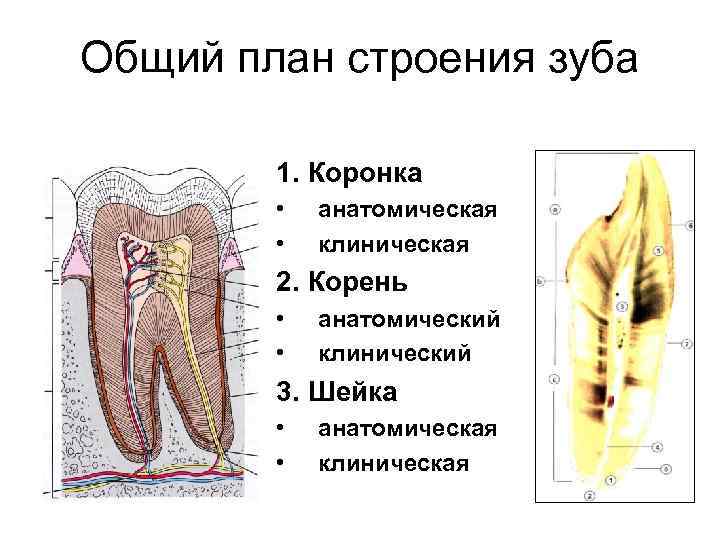 Общий план строения зуба 1. Коронка • • анатомическая клиническая 2. Корень • •