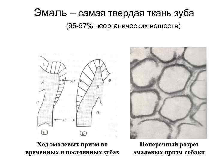 Гистологическое строение эмали