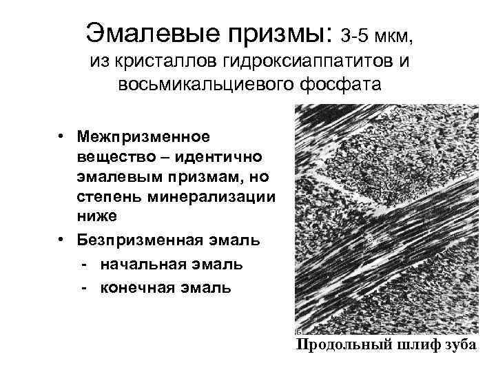 Эмалевые призмы: 3 5 мкм, из кристаллов гидроксиаппатитов и восьмикальциевого фосфата • Межпризменное вещество