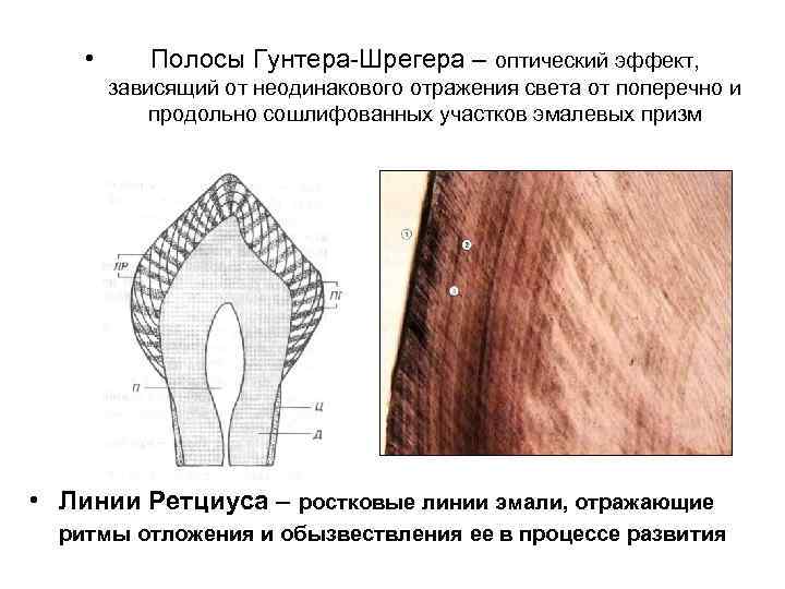  • Полосы Гунтера Шрегера – оптический эффект, зависящий от неодинакового отражения света от