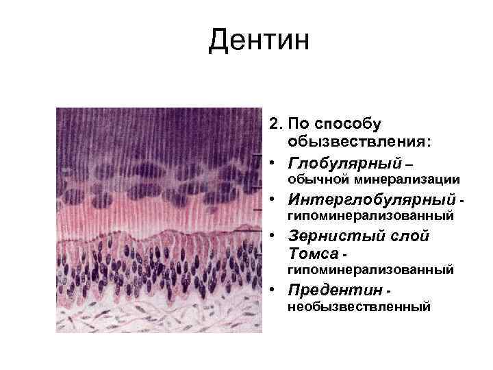В чем особенность строения дентина какую функцию. Дентинные трубочки гистология. Гистологическое строение дентина. Околопульпарный и плащевой дентин гистология. Гистологическое строение дентина зуба.