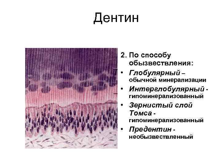 Гистологическое строение тканей зуба. Гистологическое строение дентина. Околопульпарный и плащевой дентин гистология. Слои дентина гистология.