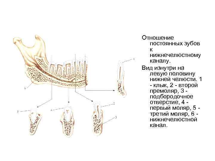 Рисовать анатомию зубов