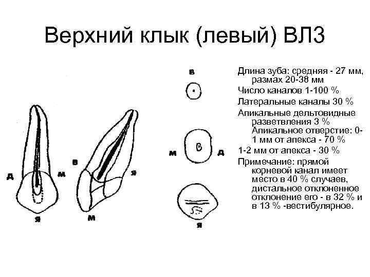 Верхний клык