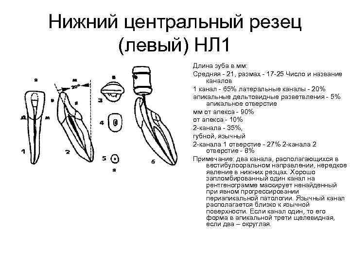 Анатомия резцов