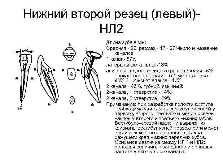 Нижний второй резец (левый) НЛ 2 Длина зуба в мм: Средняя 22, размах 17