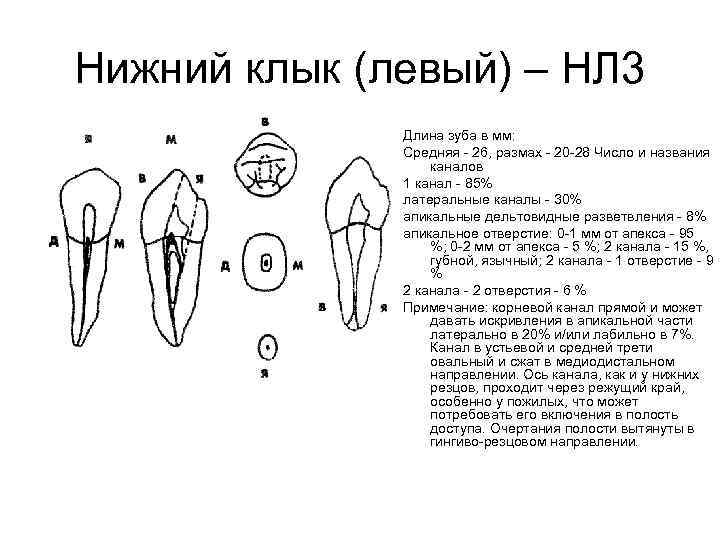 Нижние клыки