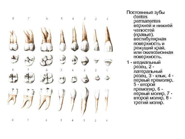 Клыки верхней и нижней челюсти