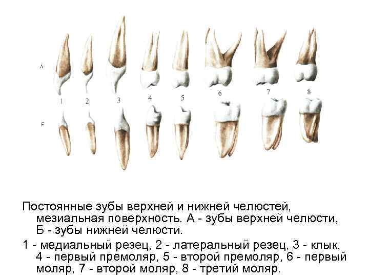 Клык сверху зубов. Резец клык моляр премоляр. Латеральный резец верхней челюсти анатомия.