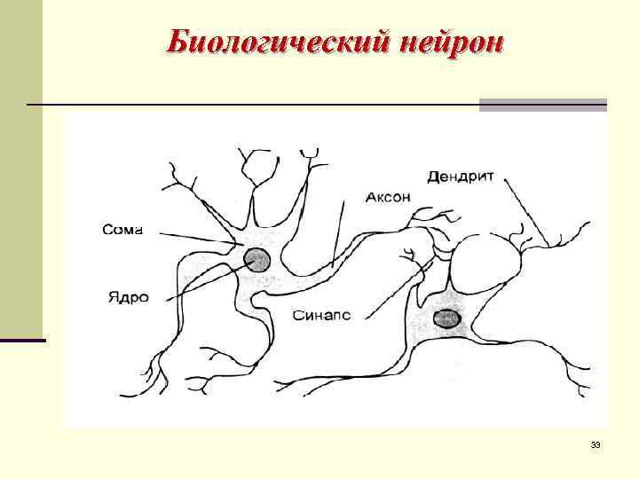 На рисунке цифрой 1 обозначен аксон