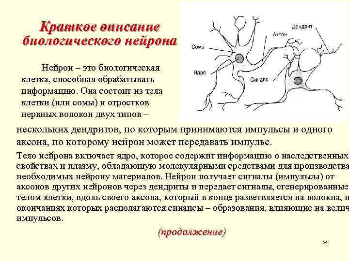 Краткое описание биологического нейрона Нейрон – это биологическая клетка, способная обрабатывать информацию. Она состоит