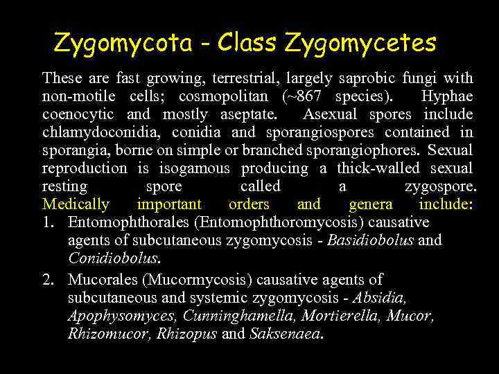 Zygomycota - Class Zygomycetes These are fast growing, terrestrial, largely saprobic fungi with non-motile