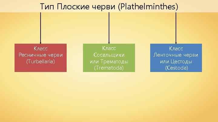 Тип Плоские черви (Plathelminthes) Класс Ресничные черви (Turbellaria) Класс Сосальщики или Трематоды (Trematoda) Класс