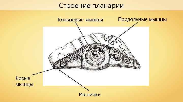 Строение планарии Кольцевые мышцы Косые мышцы Реснички Продольные мышцы 