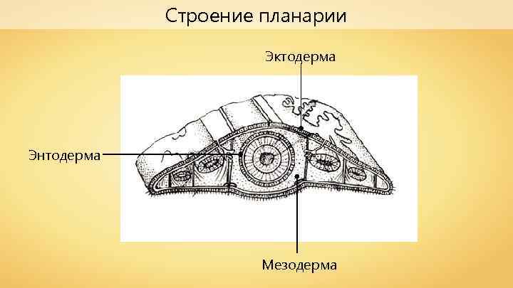 Строение планарии Эктодерма Энтодерма Мезодерма 