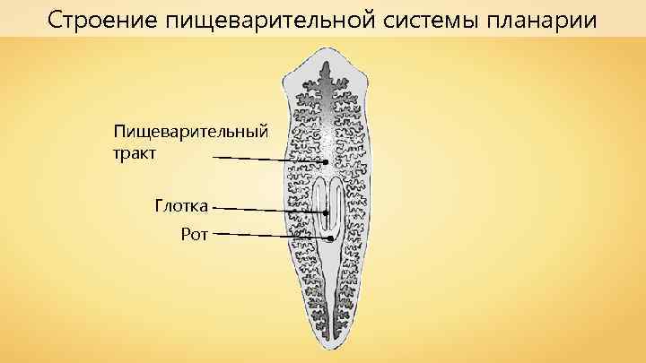 Строение пищеварительной системы планарии Пищеварительный тракт Глотка Рот 