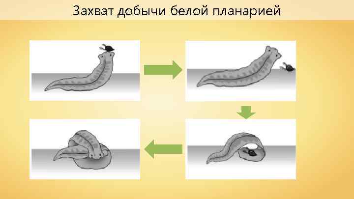 Захват добычи белой планарией 