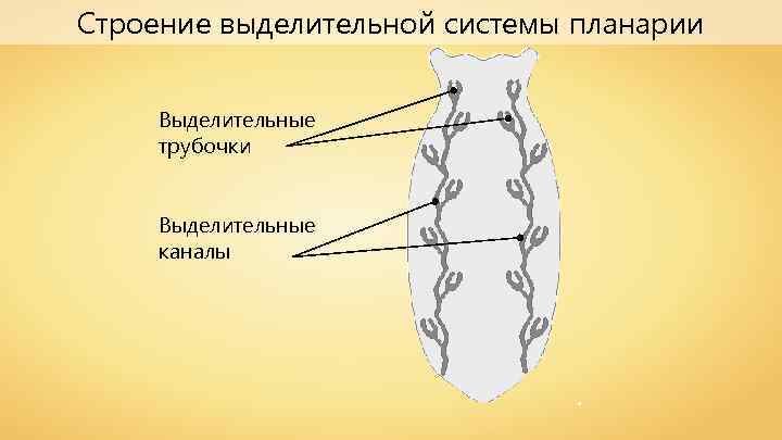 Строение выделительной системы планарии Выделительные трубочки Выделительные каналы 