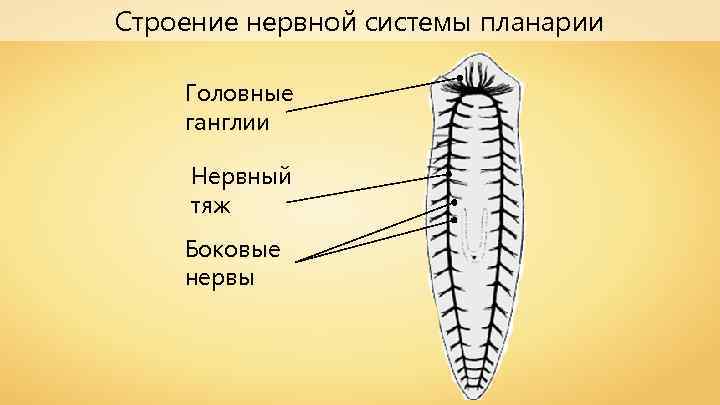 Строение нервной системы планарии Головные ганглии Нервный тяж Боковые нервы 