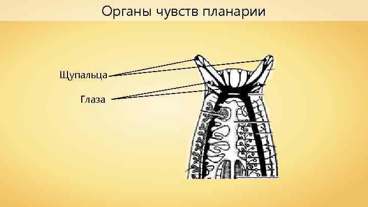 Органы чувств планарии Щупальца Глаза 