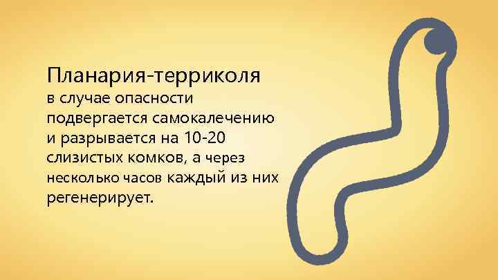Планария-терриколя в случае опасности подвергается самокалечению и разрывается на 10 -20 слизистых комков, а